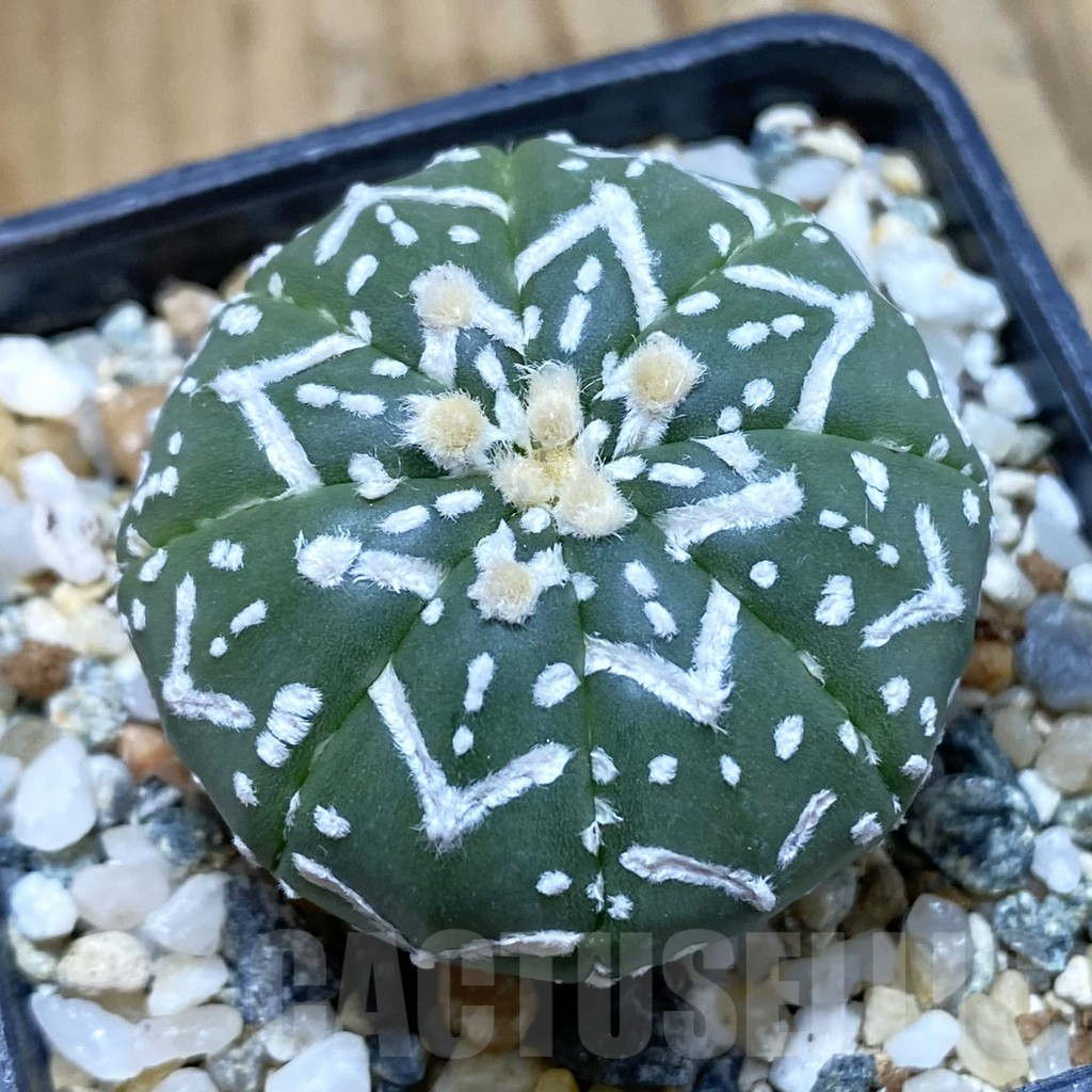 SH12244 Astrophytum asterias 'Super Kabuto' V-type f. nudum