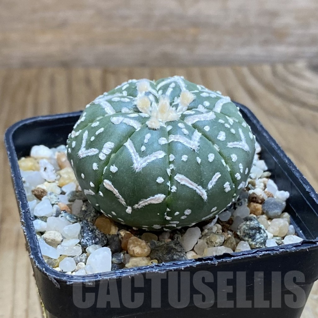 SH12244 Astrophytum asterias 'Super Kabuto' V-type f. nudum - Image 2