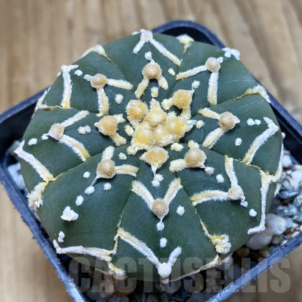 SH12245 Astrophytum asterias 'Super Kabuto' V-type f. nudum