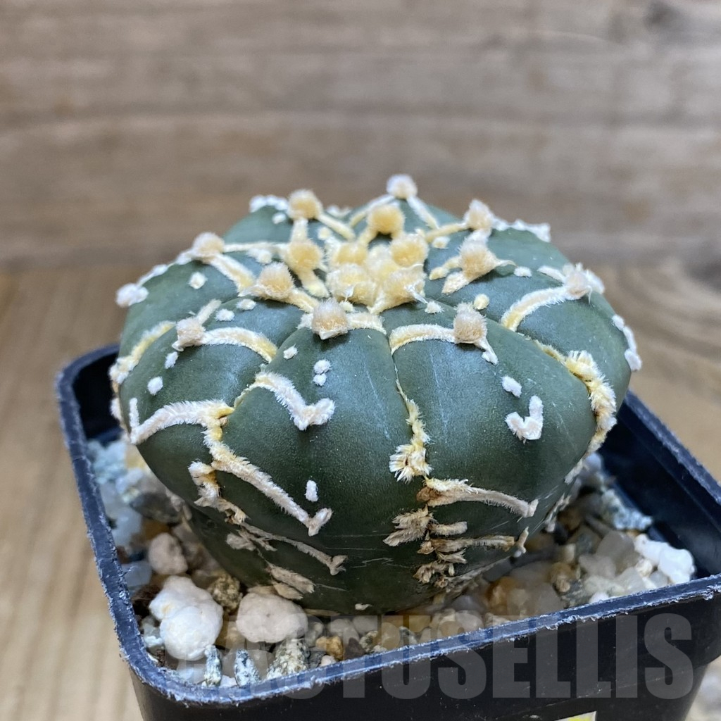 SH12245 Astrophytum asterias 'Super Kabuto' V-type f. nudum - Image 2