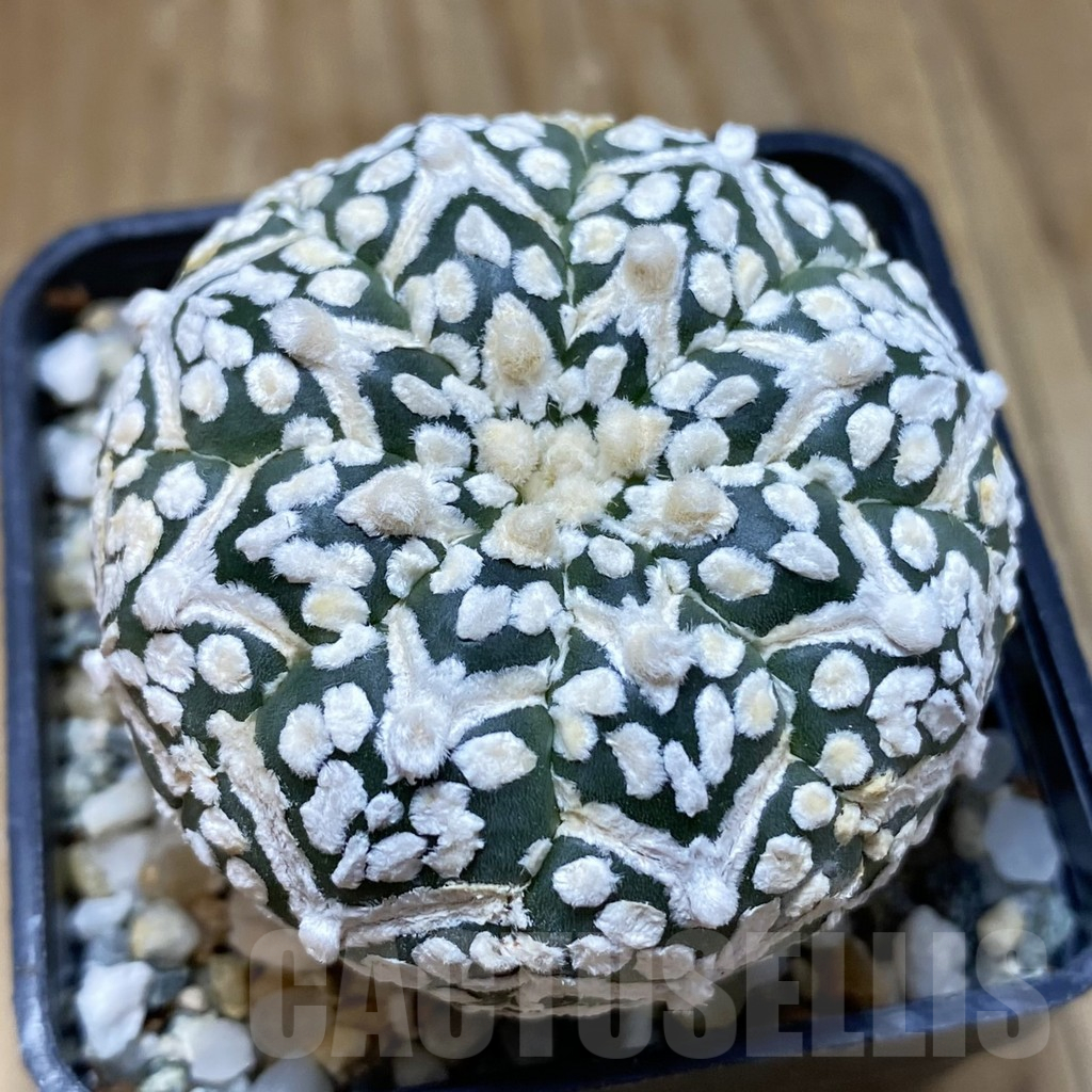 SH12248 Astrophytum asterias 'Super Kabuto' V-type