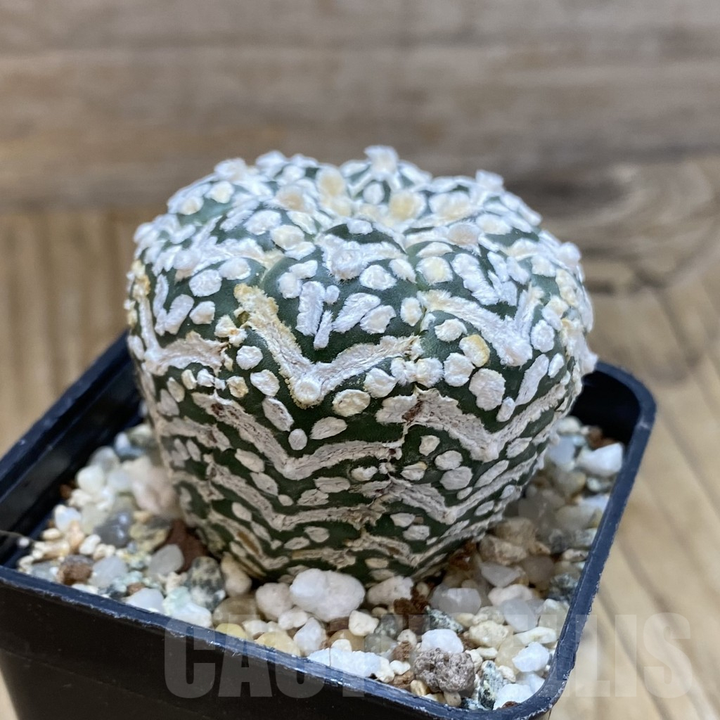 SH12248 Astrophytum asterias 'Super Kabuto' V-type - Image 2