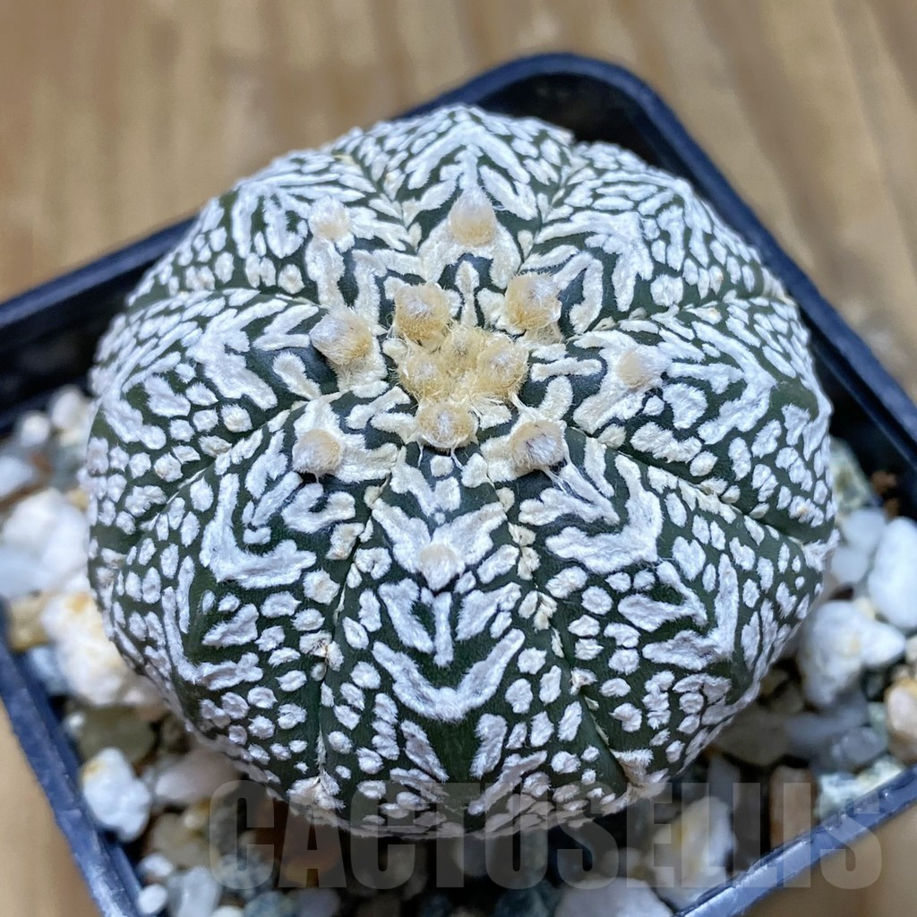 SH12249 Astrophytum asterias 'Super Kabuto' V-type