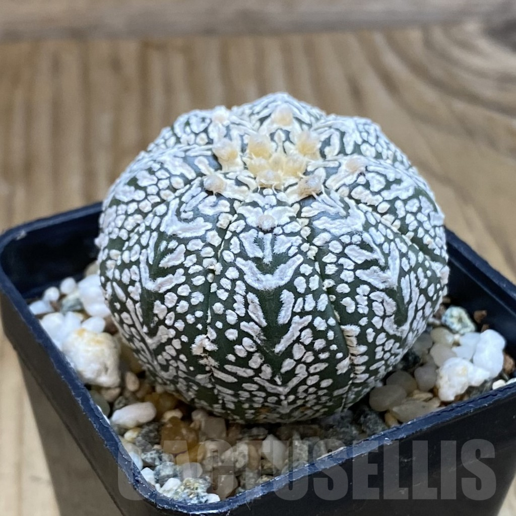 SH12249 Astrophytum asterias 'Super Kabuto' V-type - immagine 2