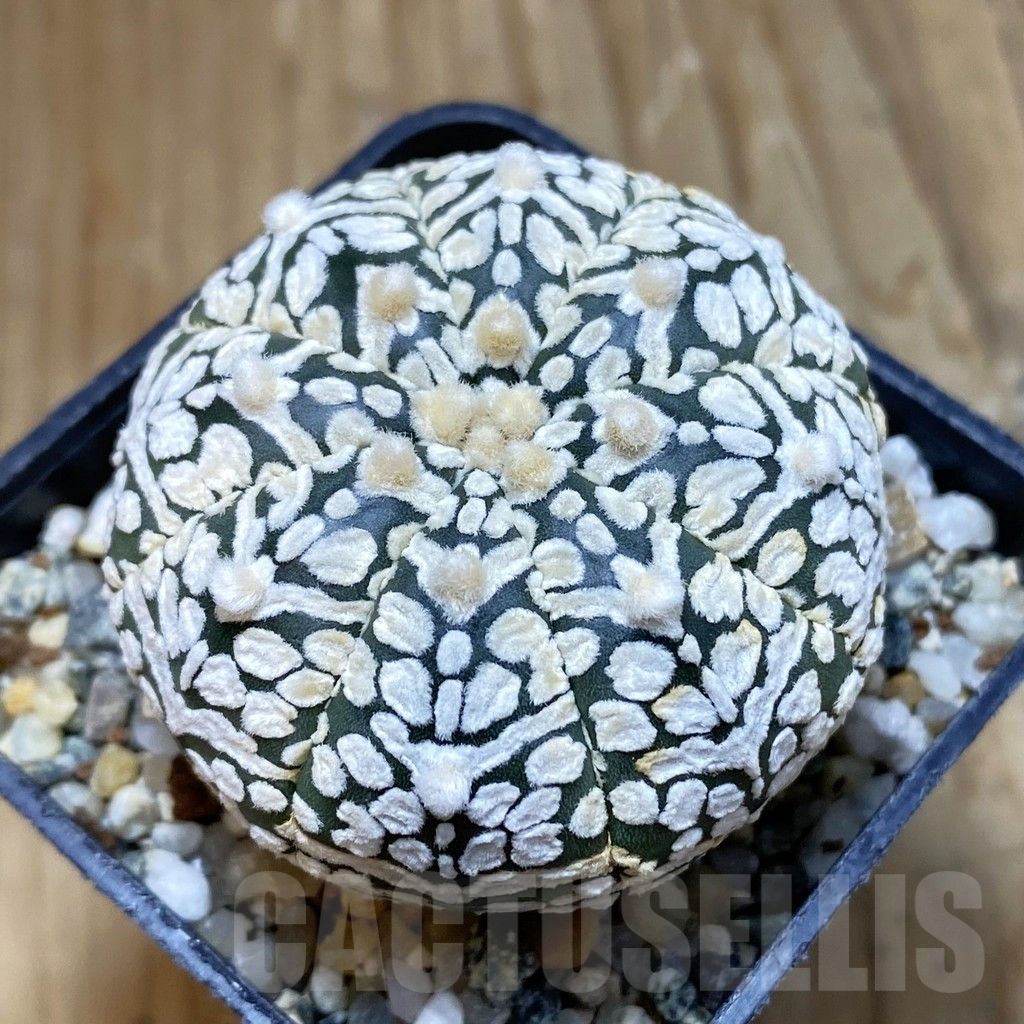 SH12250 Astrophytum asterias 'Super Kabuto' V-type