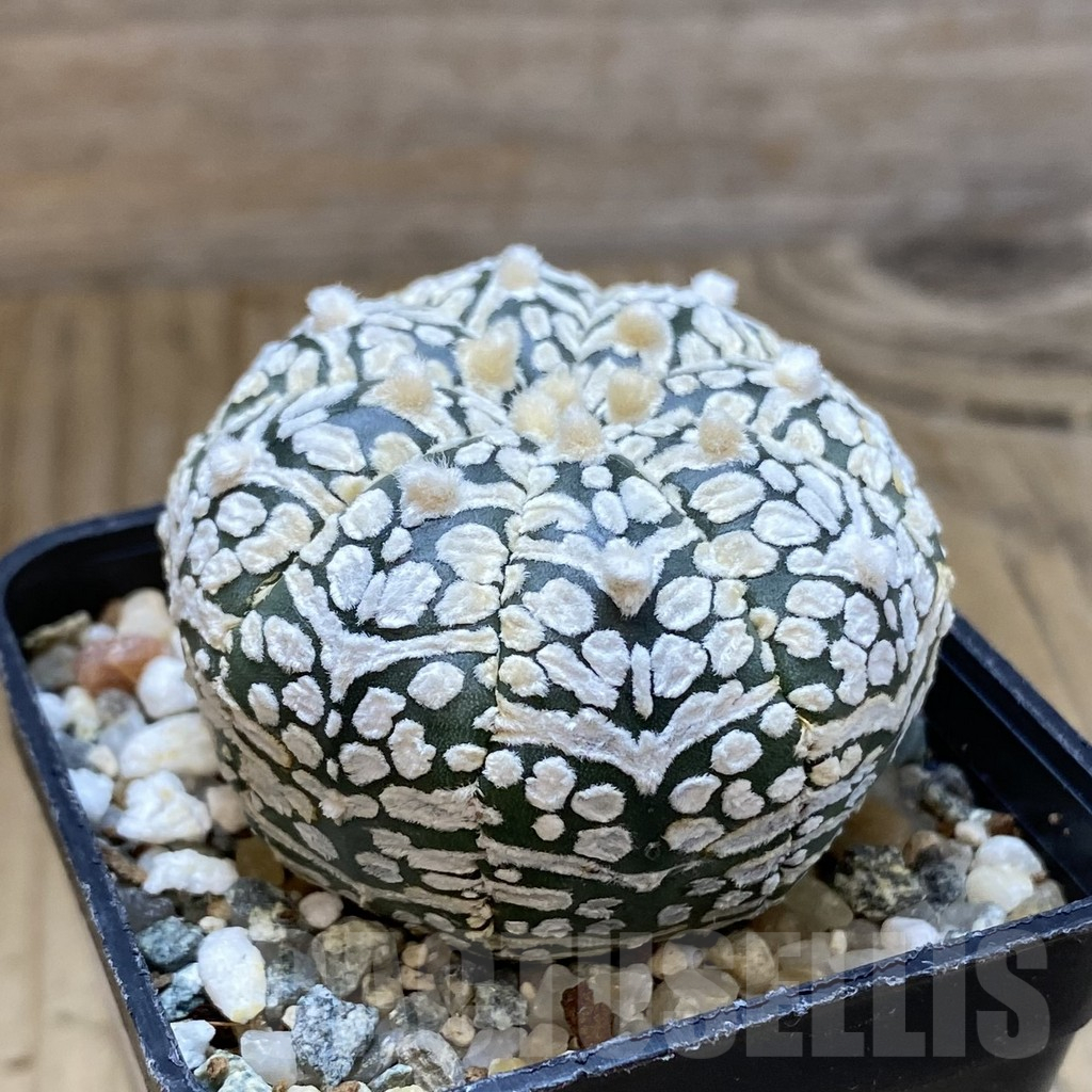SH12250 Astrophytum asterias 'Super Kabuto' V-type - immagine 2