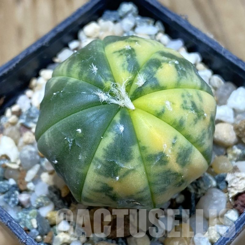 SH12251 Astrophytum asterias f. variegata