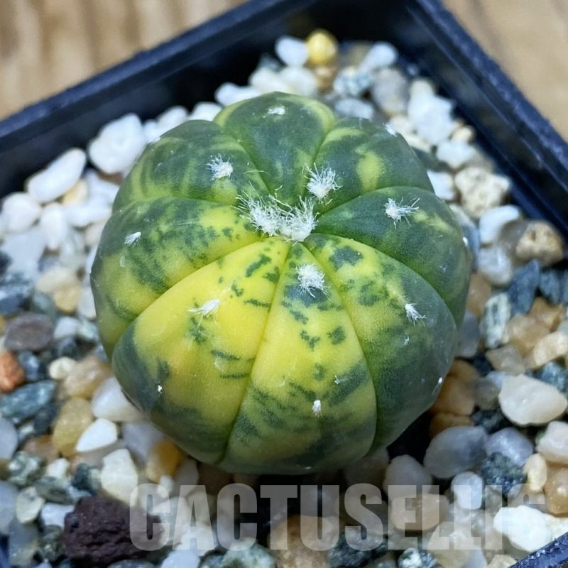 SH12252 Astrophytum asterias f. variegata