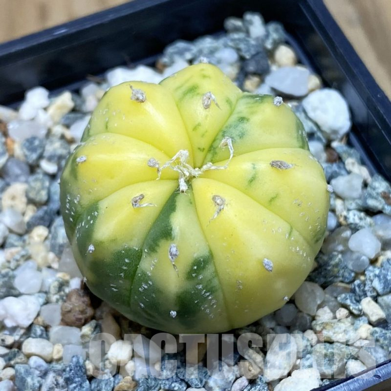 SH12253 Astrophytum asterias f. variegata