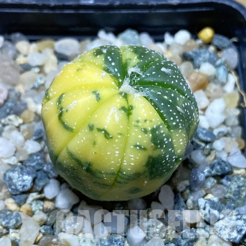 SH12254 Astrophytum asterias f. variegata