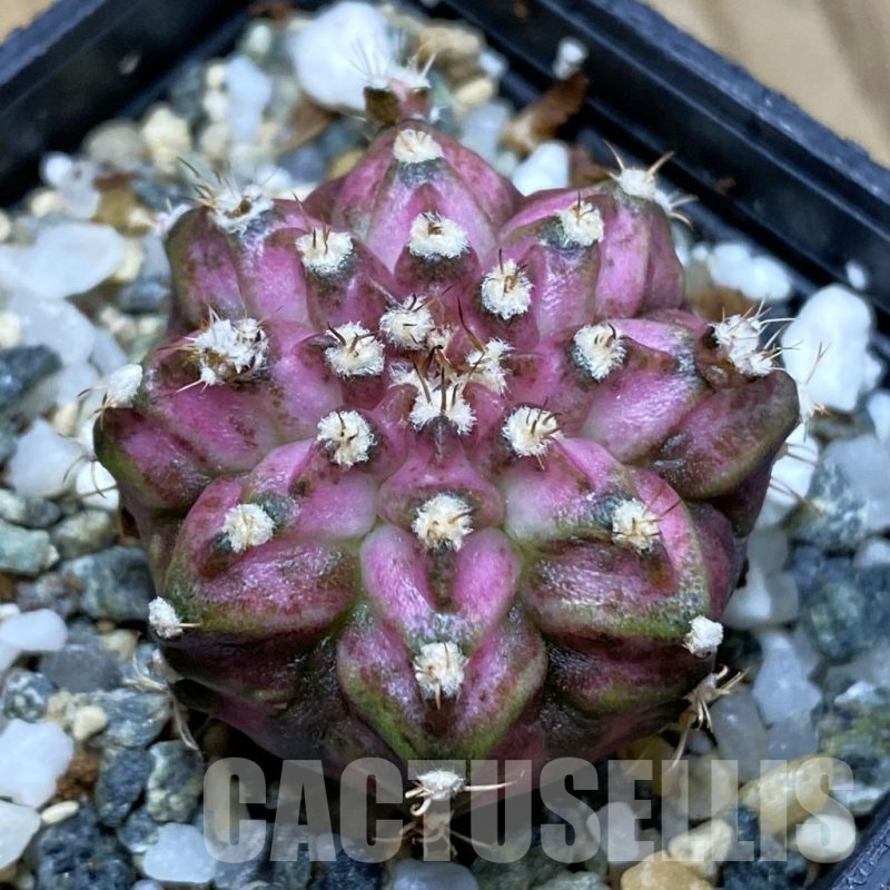 SH12256 Gymnocalycium mihanovichii 'T-Lux', seedling