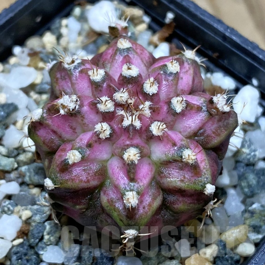 SH12256 Gymnocalycium mihanovichii 'T-Lux', seedling