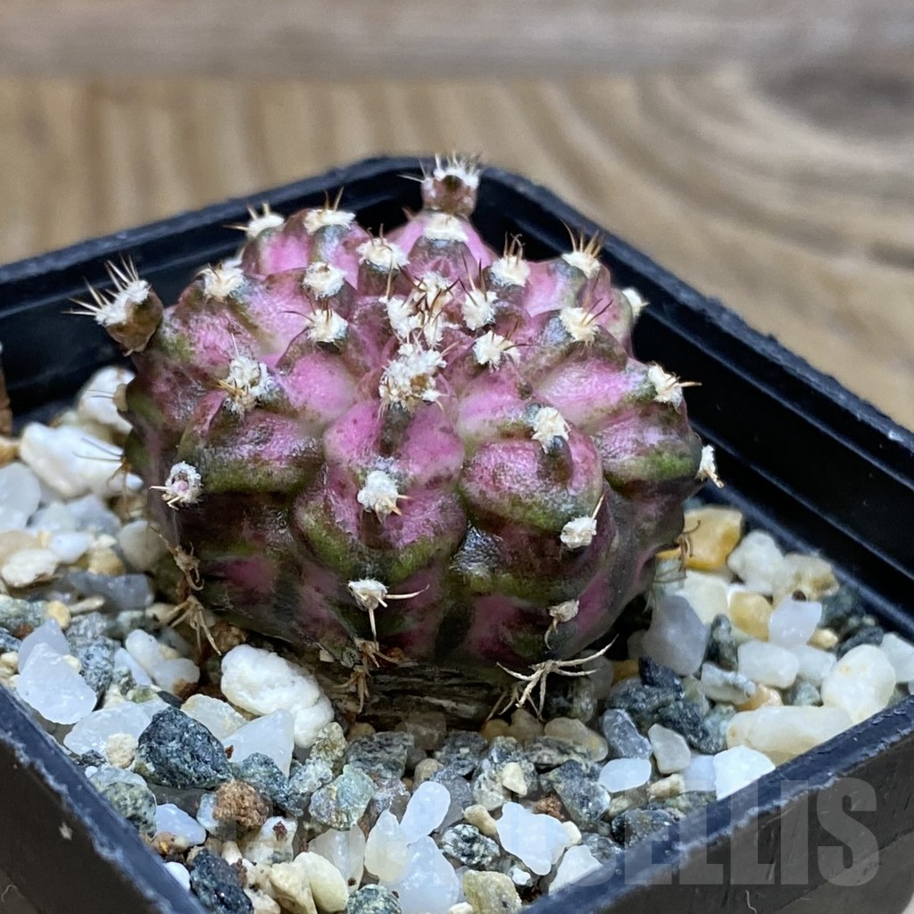 SH12256 Gymnocalycium mihanovichii 'T-Lux', seedling - Зображення 2