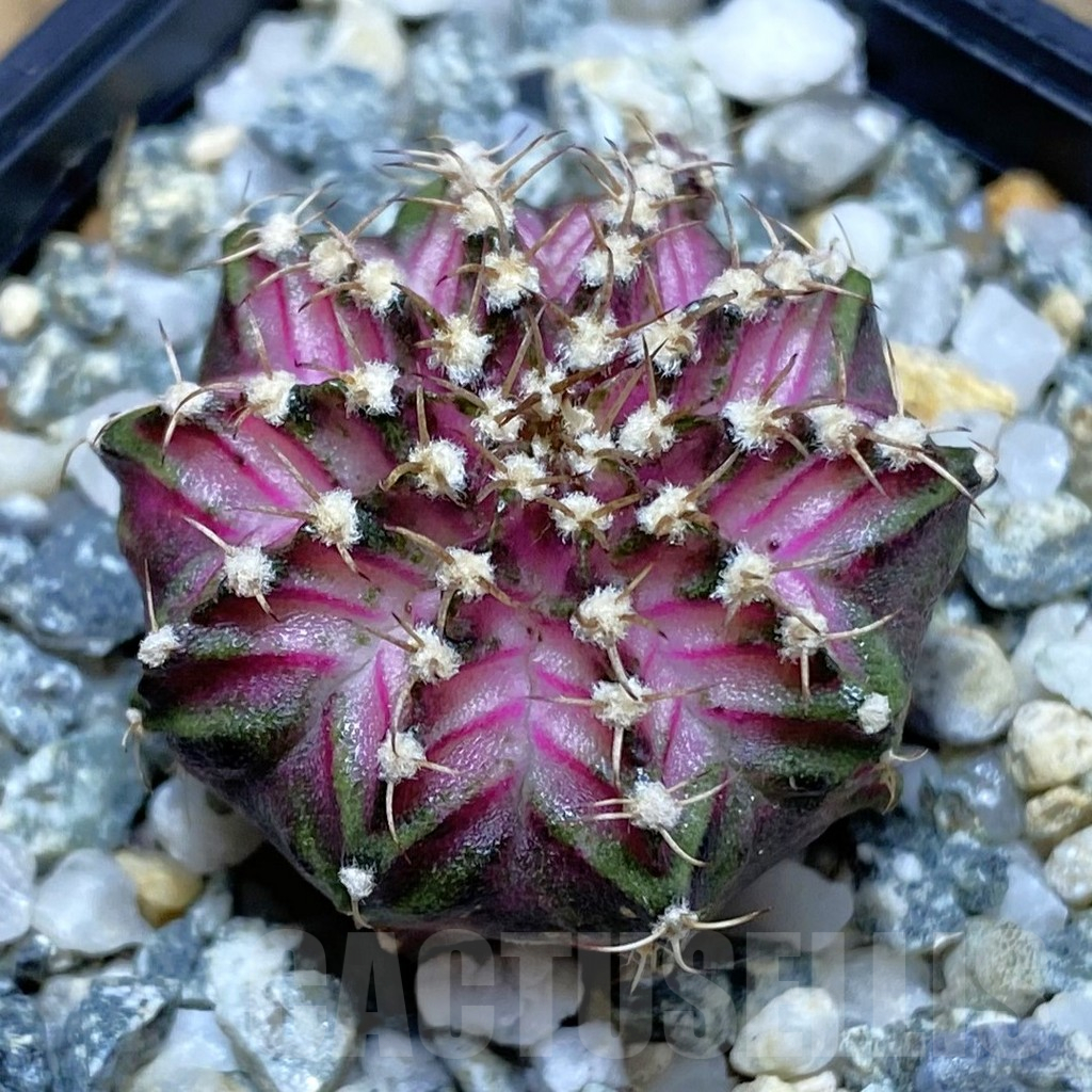 SH12257 Gymnocalycium mihanovichii 'T-Lux', seedling