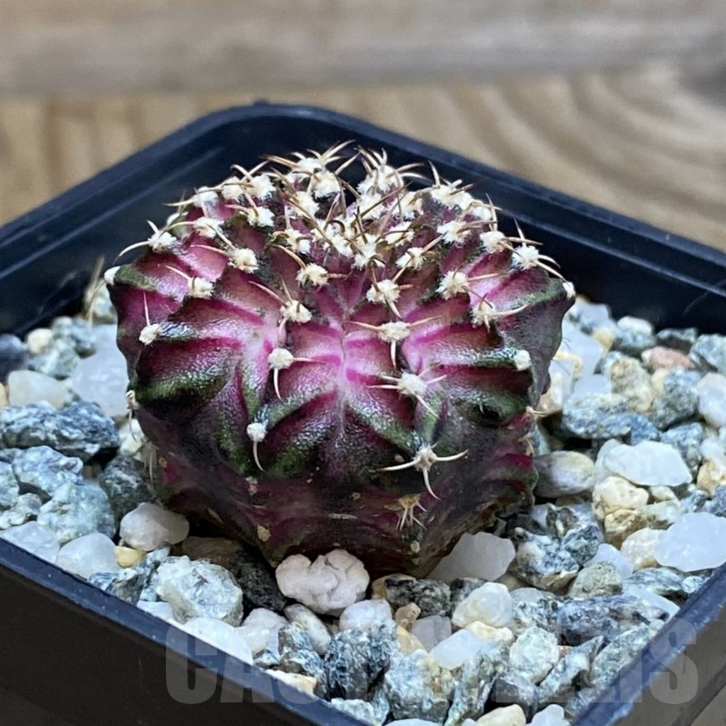 SH12257 Gymnocalycium mihanovichii 'T-Lux', seedling - Image 2