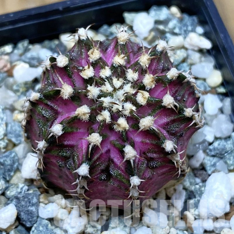 SH12258 Gymnocalycium mihanovichii 'T-Lux', seedling
