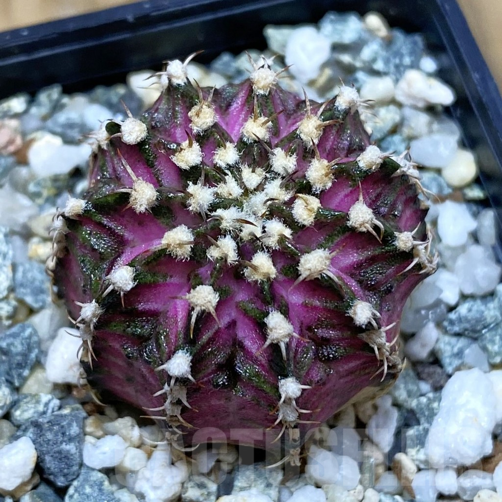 SH12258 Gymnocalycium mihanovichii 'T-Lux', seedling