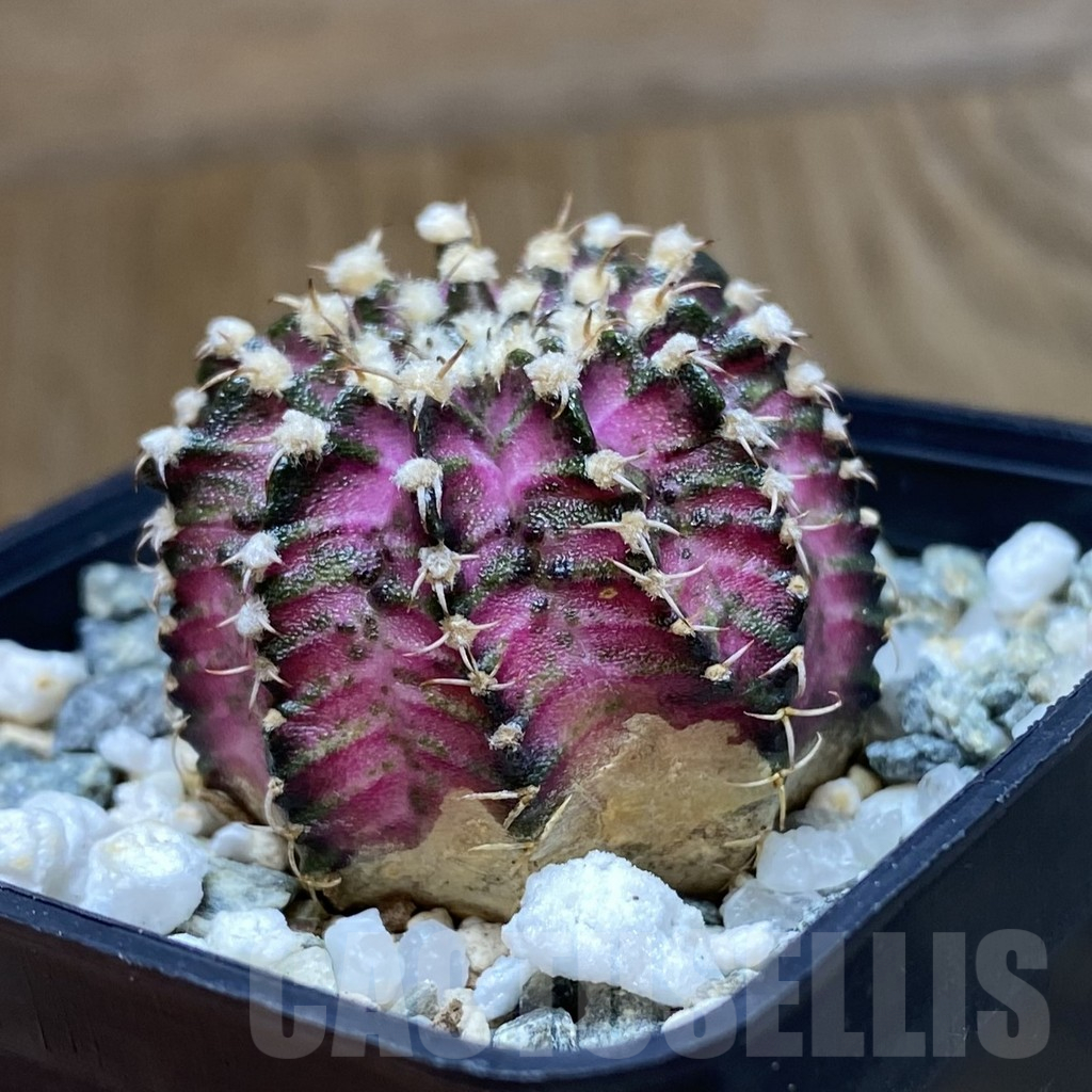 SH12258 Gymnocalycium mihanovichii 'T-Lux', seedling - Image 2