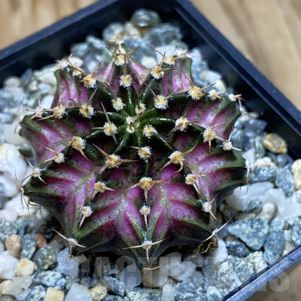 SH12259 Gymnocalycium mihanovichii 'T-Lux', seedling