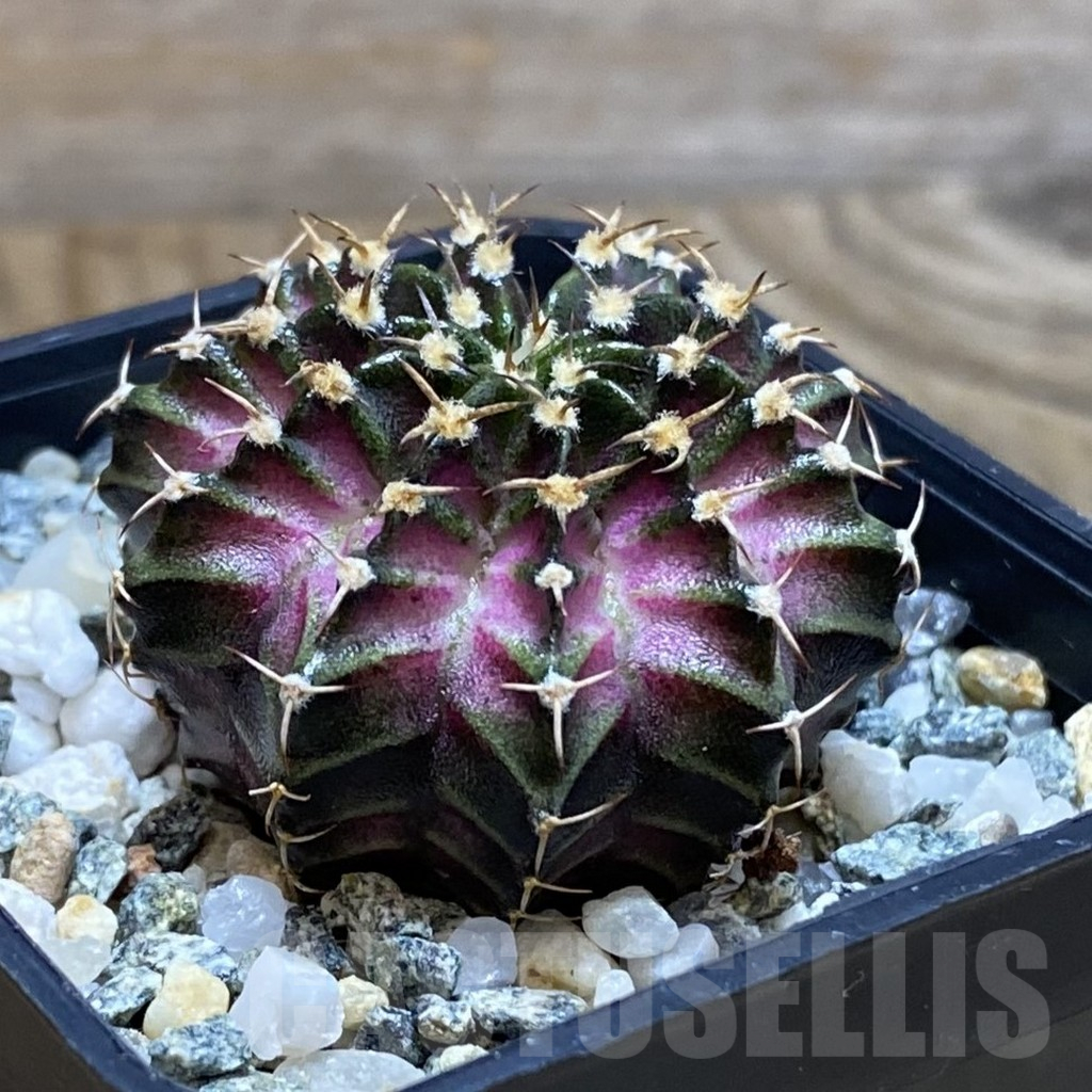 SH12259 Gymnocalycium mihanovichii 'T-Lux', seedling - 画像 (2)