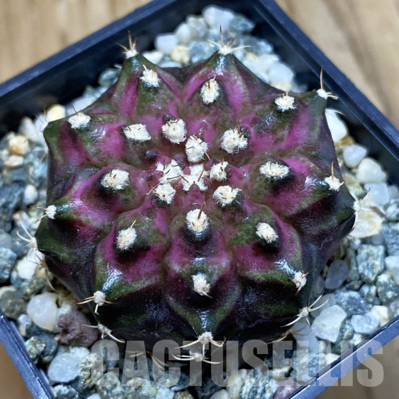 SH12260 Gymnocalycium mihanovichii 'T-Lux', seedling