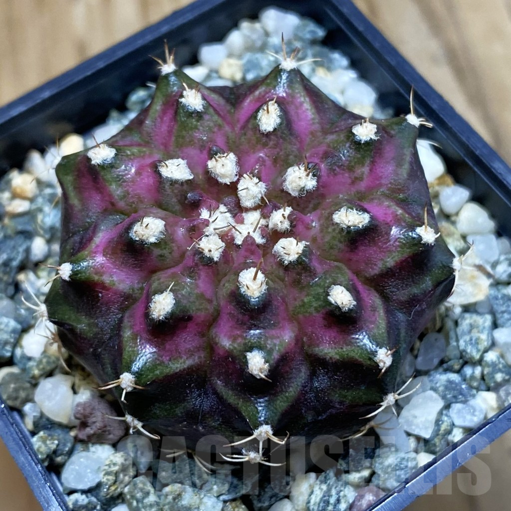 SH12260 Gymnocalycium mihanovichii 'T-Lux', seedling