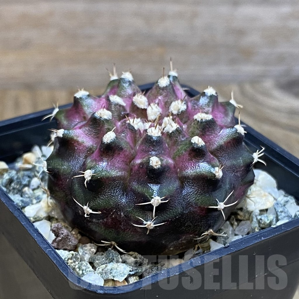 SH12260 Gymnocalycium mihanovichii 'T-Lux', seedling - Image 2