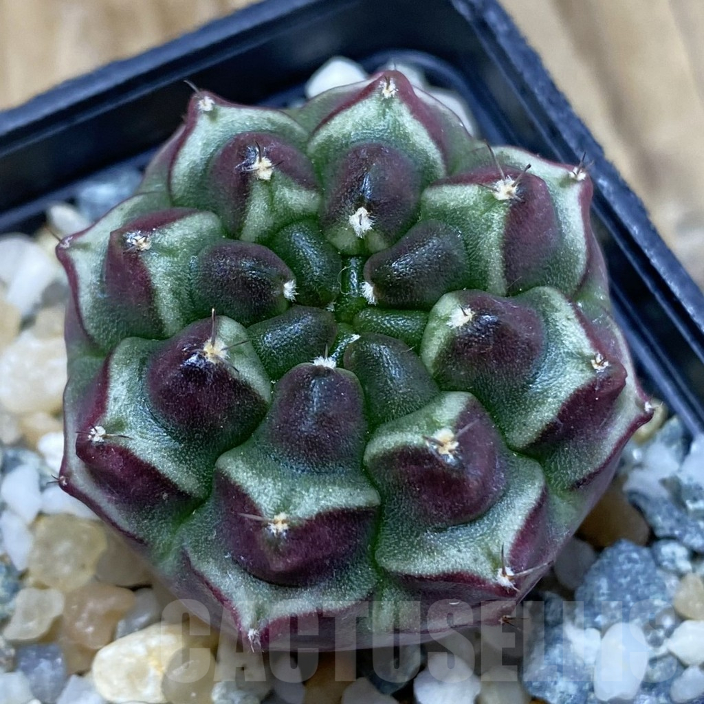 SH12261 Gymnocalycium mihanovichii ‘Day Dream’, seedling