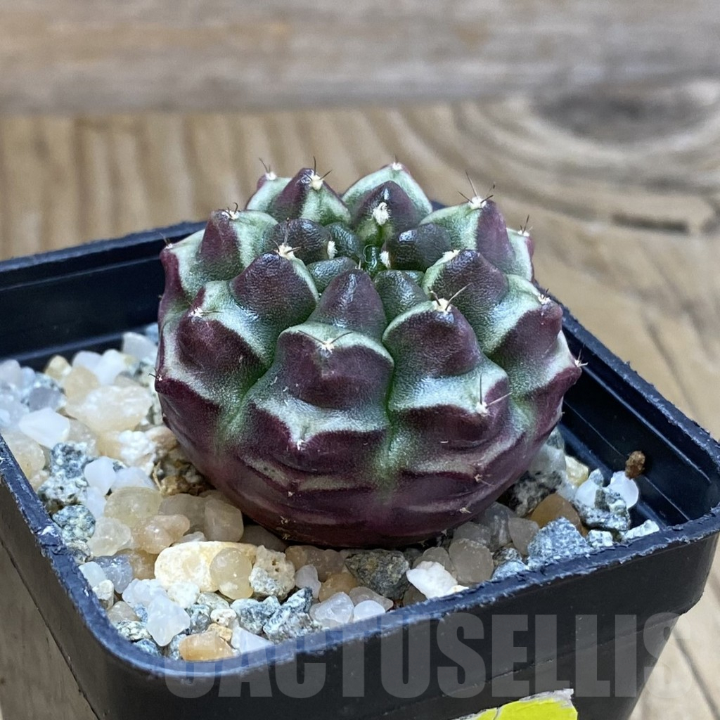 SH12261 Gymnocalycium mihanovichii ‘Day Dream’, seedling - immagine 2