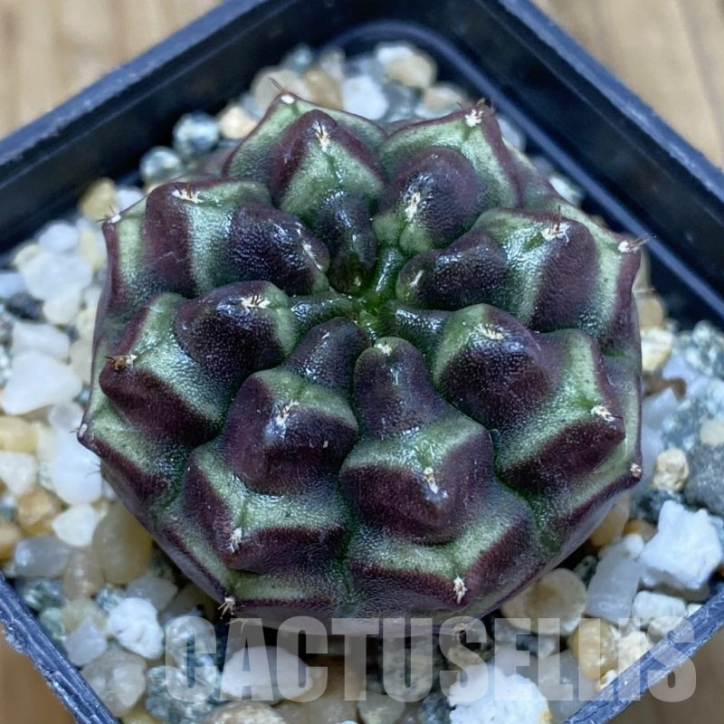 SH12262 Gymnocalycium mihanovichii ‘Day Dream’, seedling