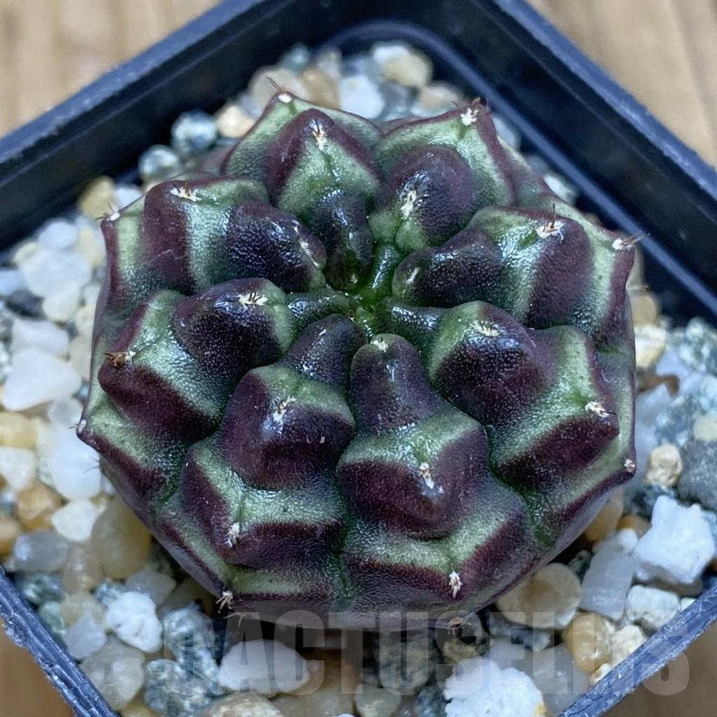 SH12262 Gymnocalycium mihanovichii ‘Day Dream’, seedling