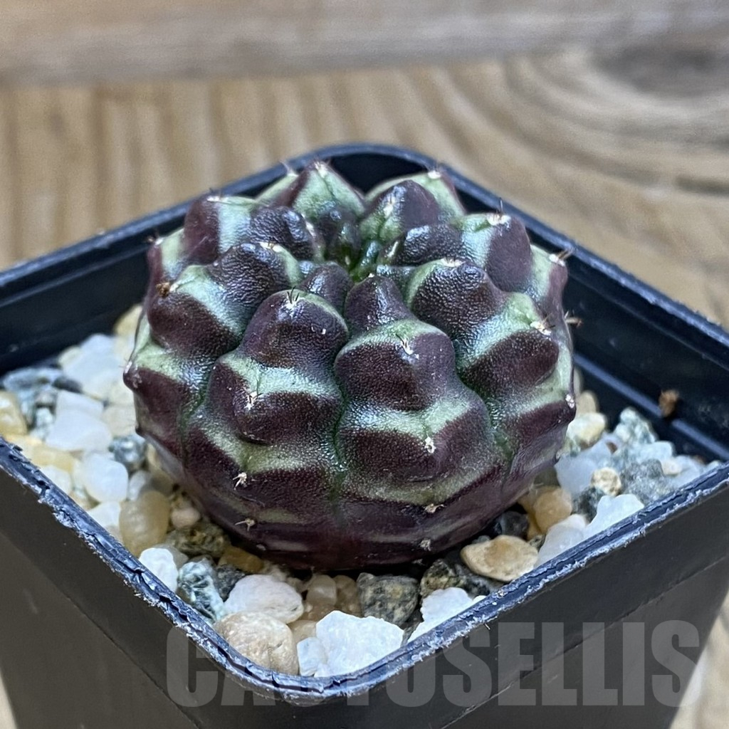 SH12262 Gymnocalycium mihanovichii ‘Day Dream’, seedling - immagine 2
