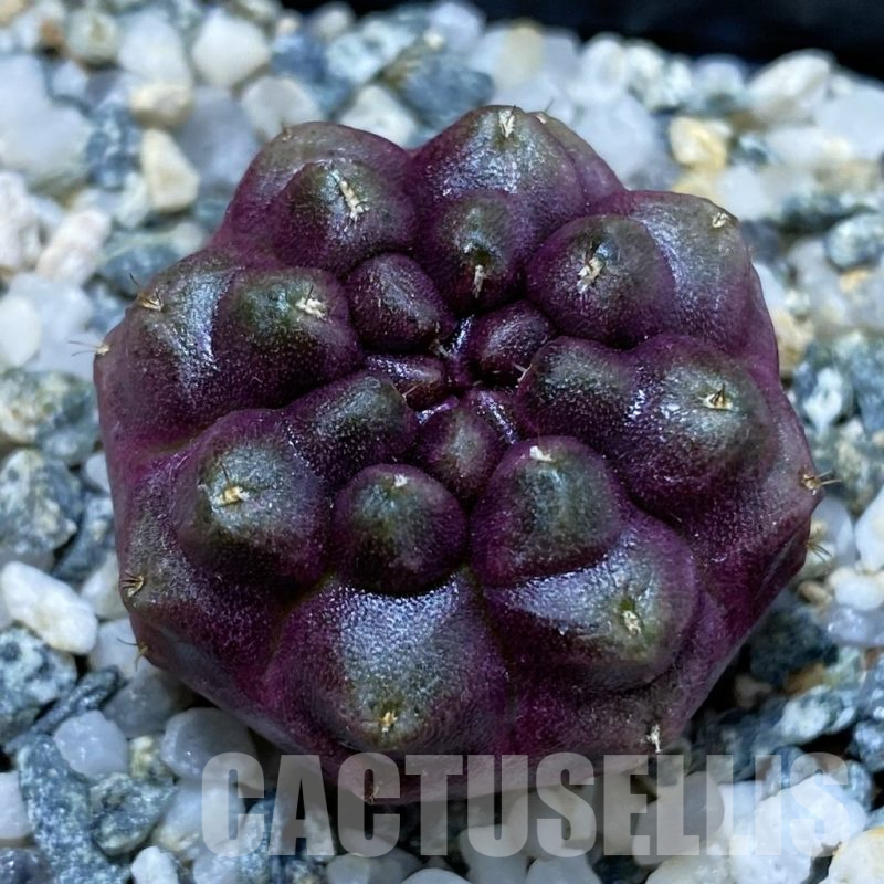 SH12263 Gymnocalycium mihanovichii ‘Day Dream’, seedling