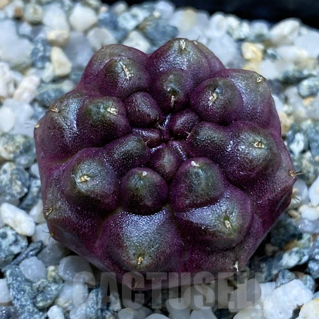 SH12263 Gymnocalycium mihanovichii ‘Day Dream’, seedling