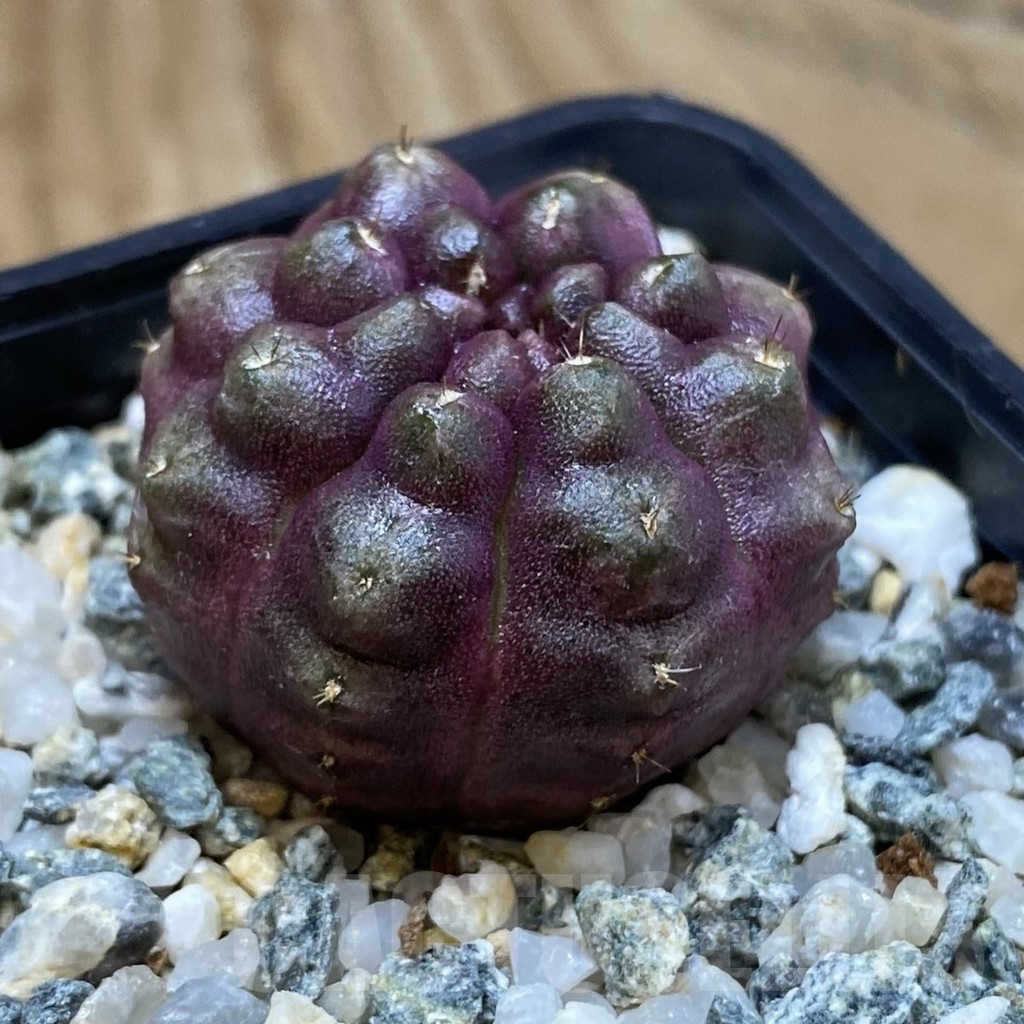SH12263 Gymnocalycium mihanovichii ‘Day Dream’, seedling - Image 2