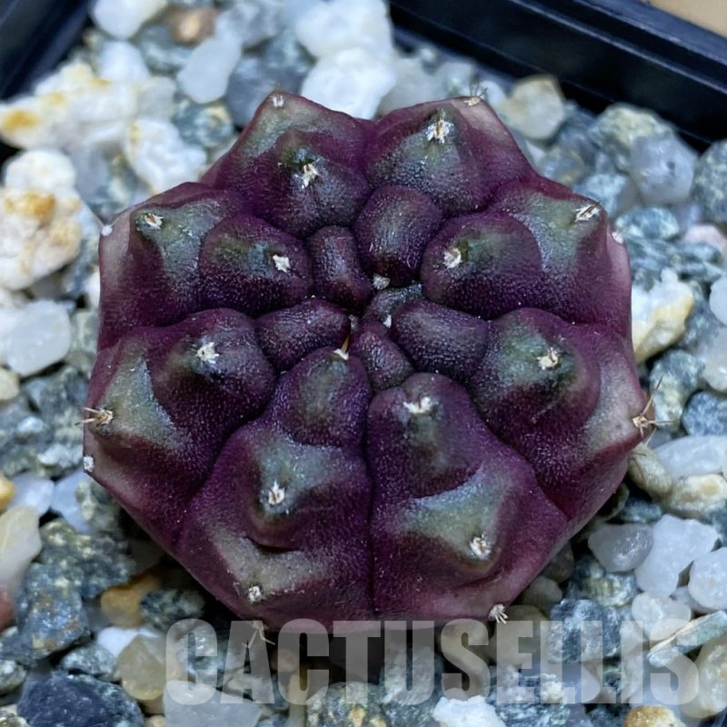SH12264 Gymnocalycium mihanovichii ‘Day Dream’, seedling
