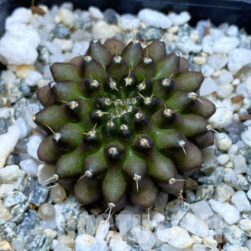 SH12266 Gymnocalycium mihanovichii ‘inermis’