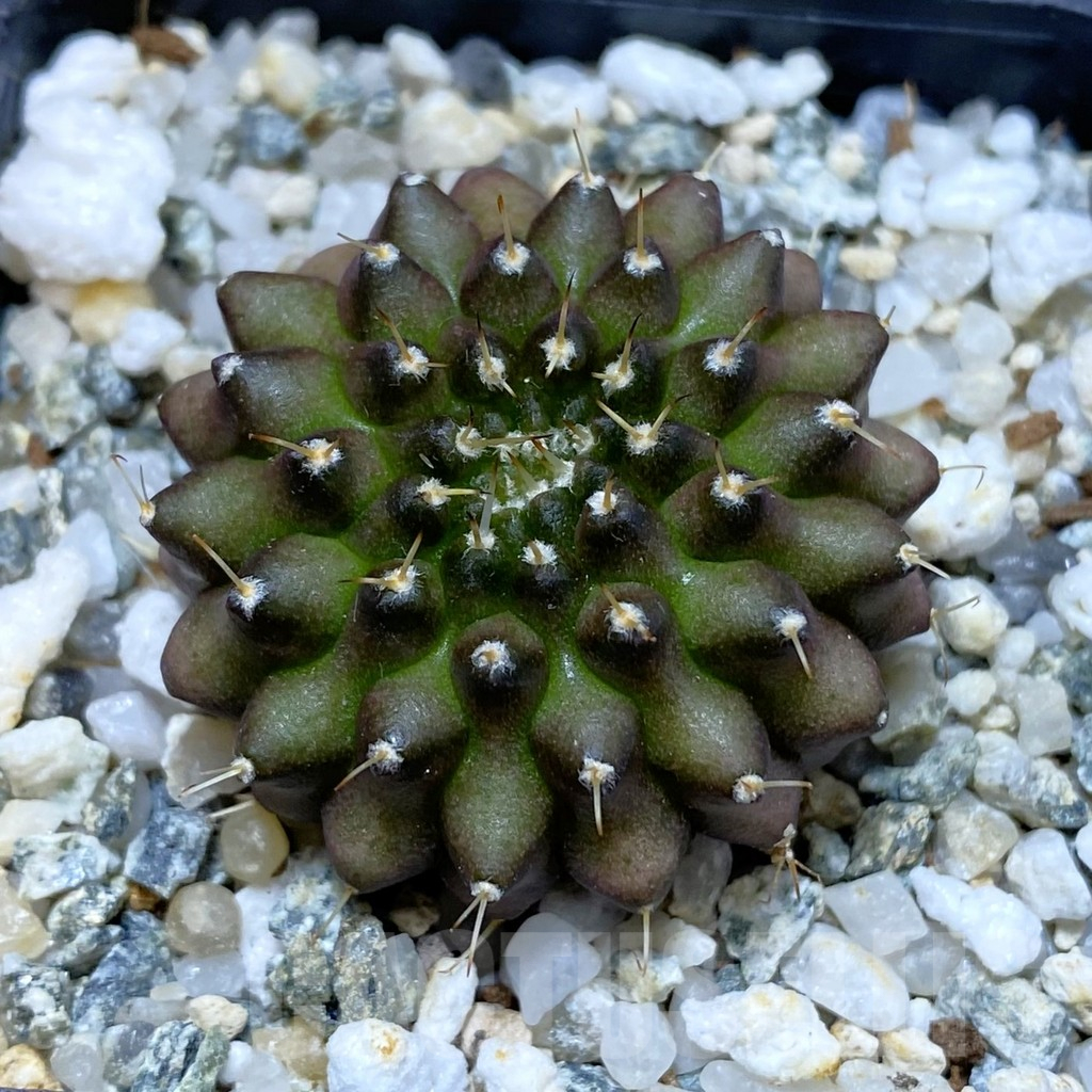 SH12266 Gymnocalycium mihanovichii ‘inermis’