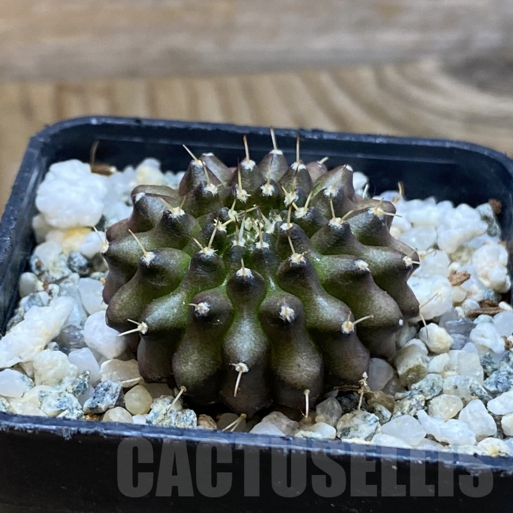SH12266 Gymnocalycium mihanovichii ‘inermis’ - Image 2