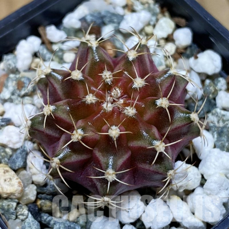 SH12267 Gymnocalycium mihanovichii 'Neon Brown', seedling