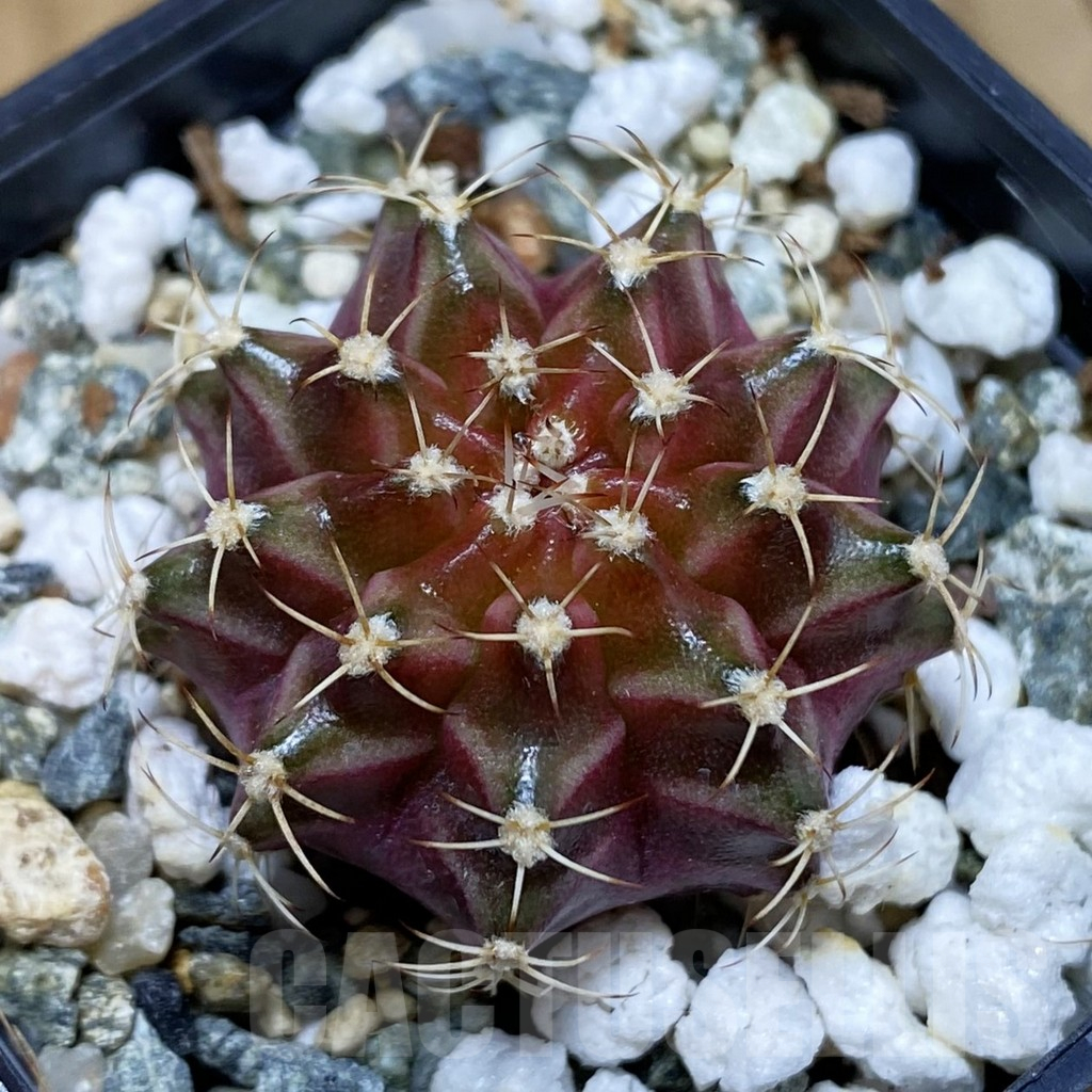 SH12267 Gymnocalycium mihanovichii 'Neon Brown', seedling