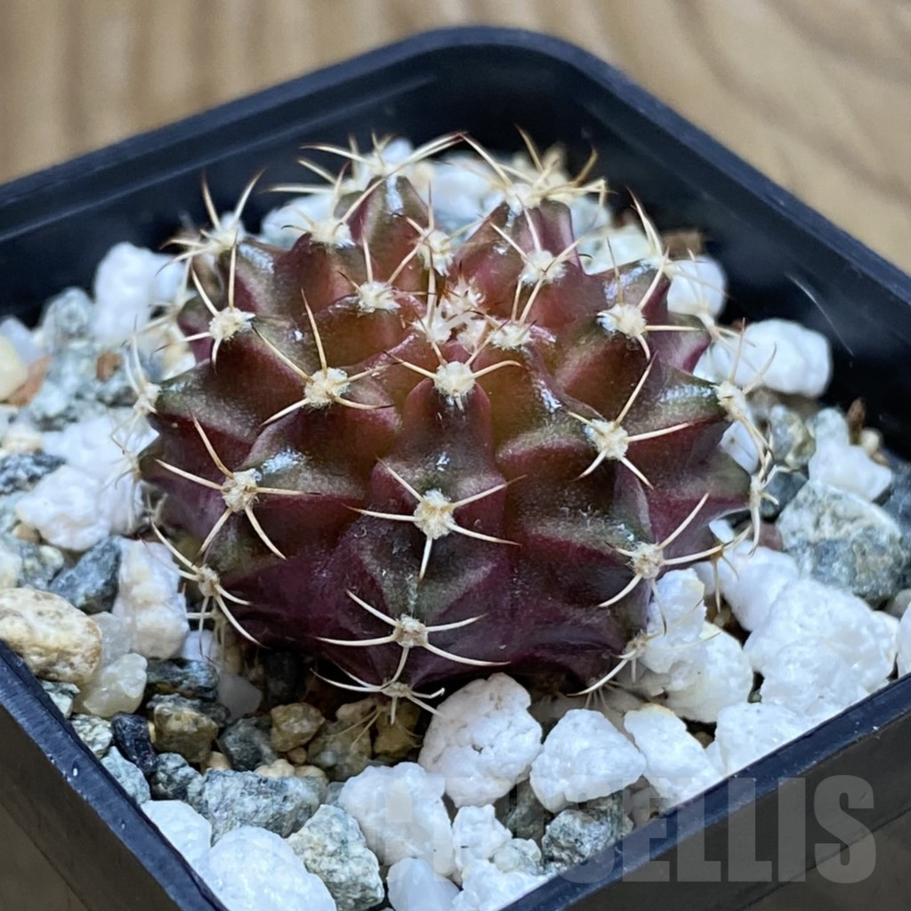SH12267 Gymnocalycium mihanovichii 'Neon Brown', seedling - Image 2