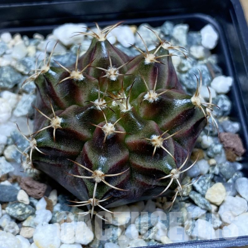 SH12268 Gymnocalycium mihanovichii 'Neon Brown', seedling