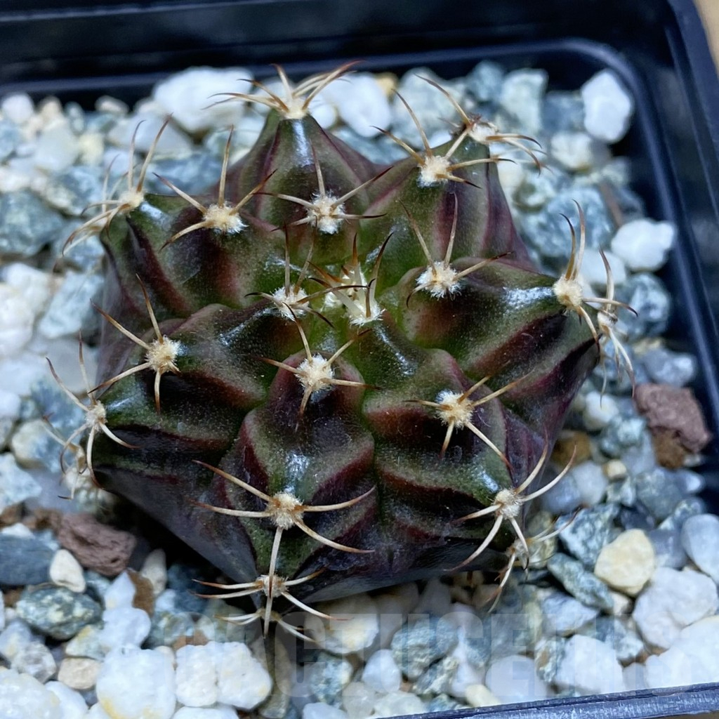 SH12268 Gymnocalycium mihanovichii 'Neon Brown', seedling