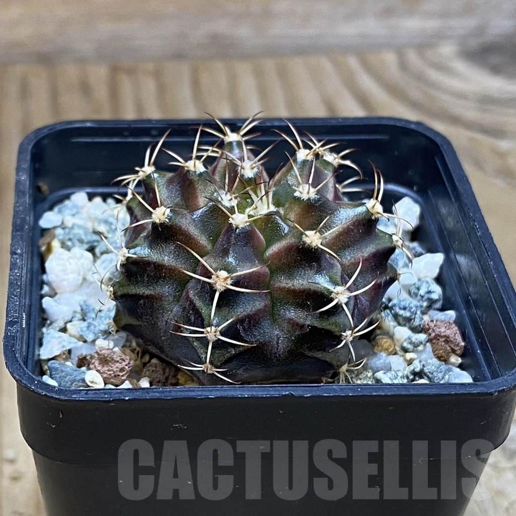 SH12268 Gymnocalycium mihanovichii 'Neon Brown', seedling - Image 2
