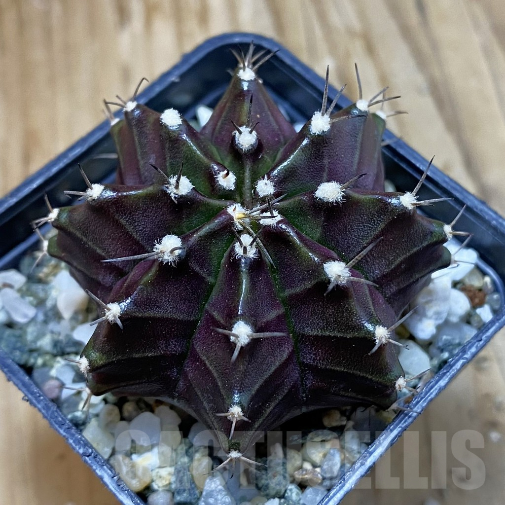 SH12270 Gymnocalycium mihanovichii ‘Black Widow’, seedling