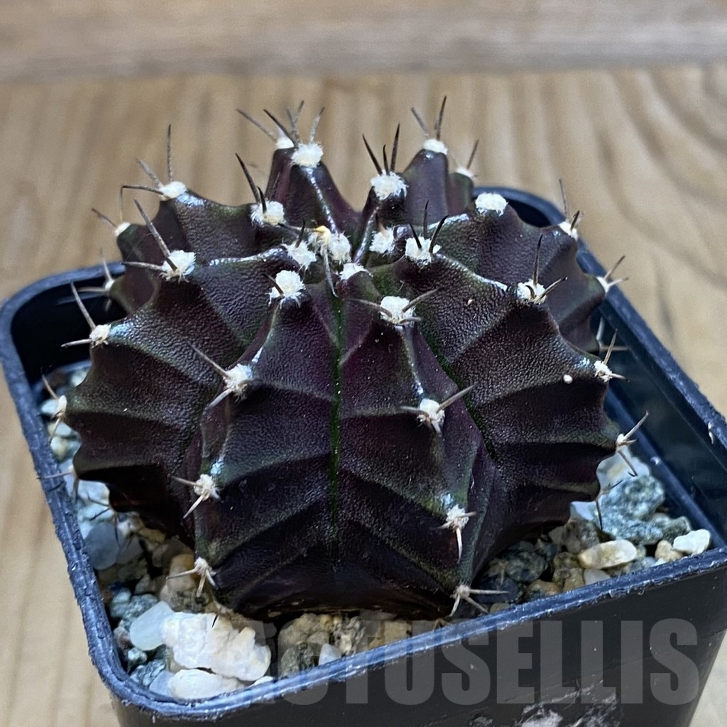 SH12270 Gymnocalycium mihanovichii ‘Black Widow’, seedling - Imagen 2
