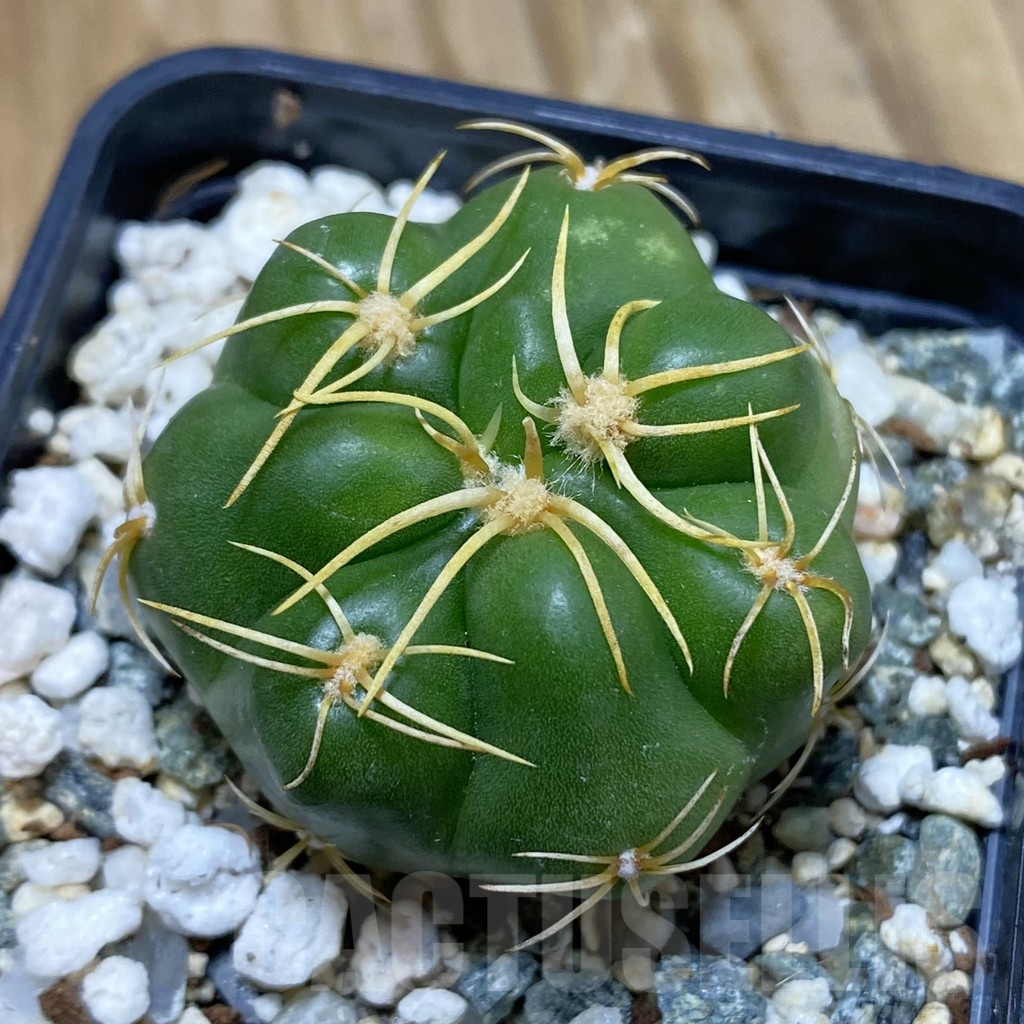 SH12271 Gymnocalycium denudatum ‘Kaiomaru’, seedling -Japan-