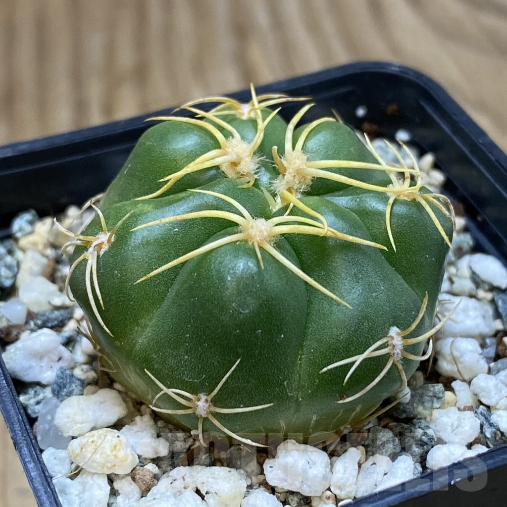 SH12271 Gymnocalycium denudatum ‘Kaiomaru’, seedling -Japan- - Imagen 2