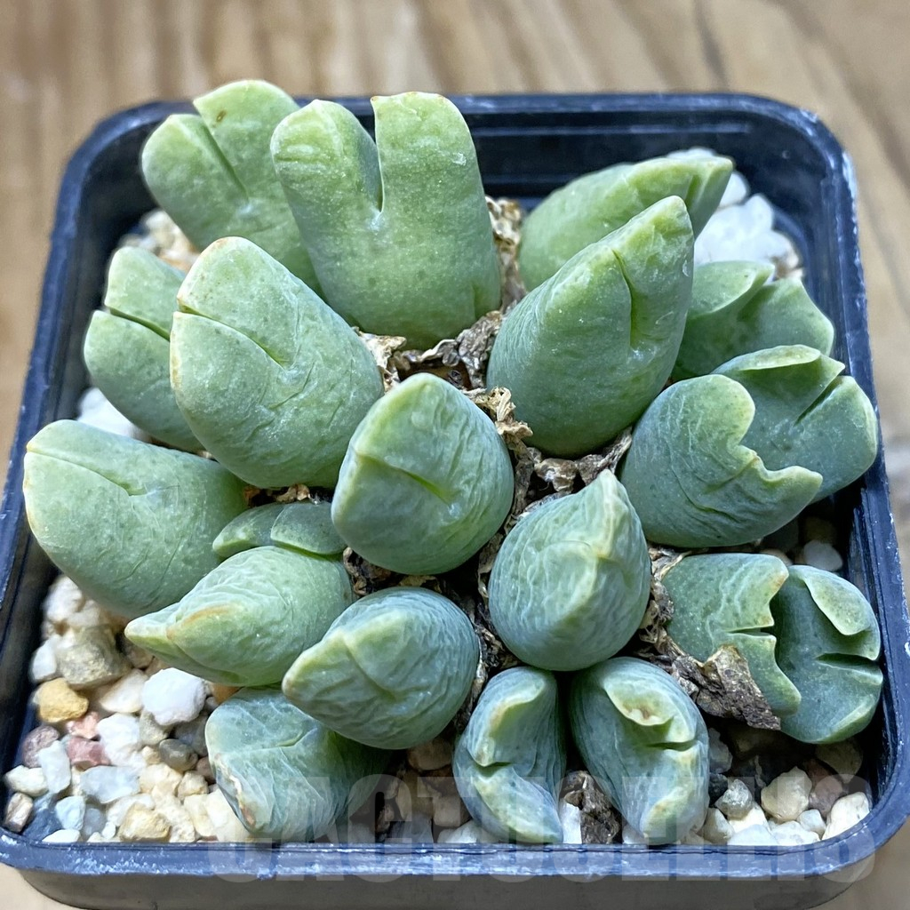 SH12213 Conophytum quaesitum v. rostratum SB 100